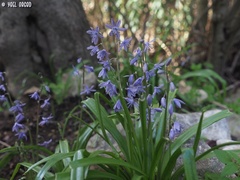 Scilla cilicica