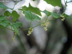 Dioscorea orientalis