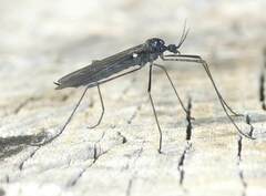 Gnophomyia tristissima