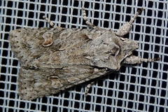 Lithophane ornitopus