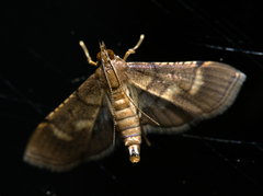 Marasmia