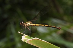 Diphlebia euphoeoides