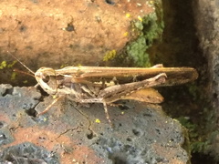 Aiolopus thalassinus