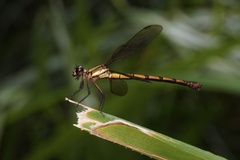 Diphlebia euphoeoides