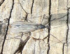 Gnophomyia tristissima