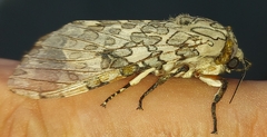 Hypercompe abdominalis