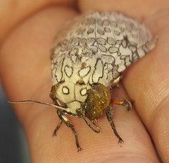 Hypercompe abdominalis