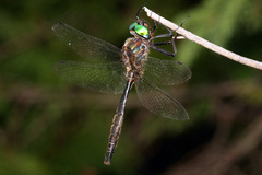 Somatochlora walshii