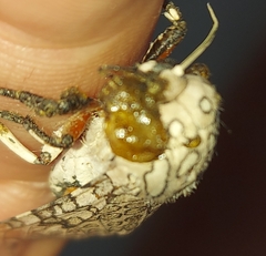 Hypercompe abdominalis