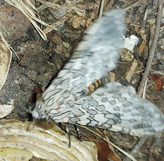 Hypercompe abdominalis