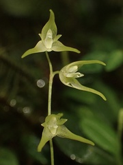 Specklinia