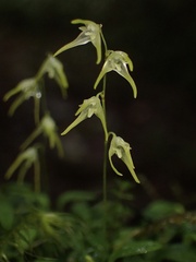 Specklinia