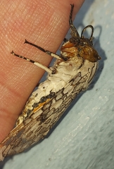 Hypercompe abdominalis