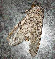 Hypercompe abdominalis