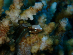 Aspidontus dussumieri