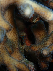 Canthigaster margaritata