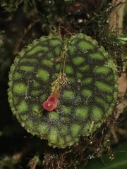 Lepanthes calodictyon