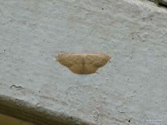 Idaea ptyonopoda