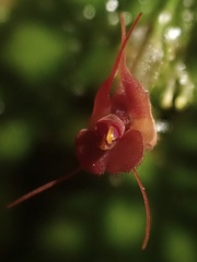 Lepanthes calodictyon
