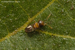 Encyrtidae