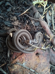 Psammophis crucifer