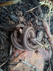 Psammophis crucifer