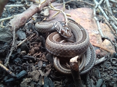 Psammophis crucifer