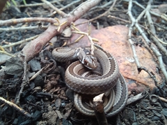 Psammophis crucifer