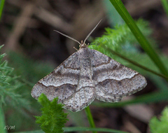 Isturgia murinaria