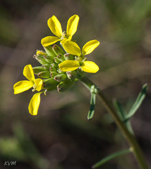 Erysimum canescens