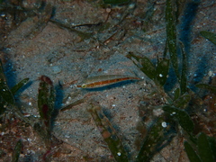 Oxycheilinus mentalis