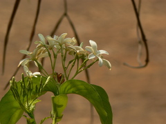 Holarrhena pubescens