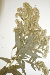 Solidago lepida lepida