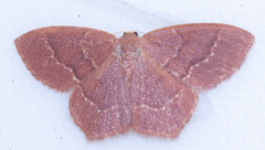 Thalera pistasciaria
