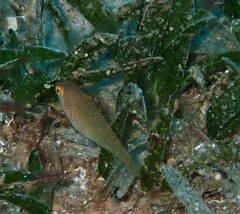 Calotomus viridescens