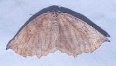 Eutrapela clemataria