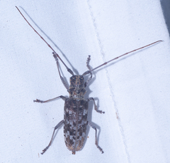 Monochamus titillator