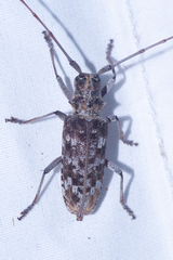 Monochamus titillator