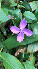 Arthrostemma ciliatum