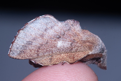 Phyllodesma occidentis