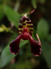 Masdevallia ximenae