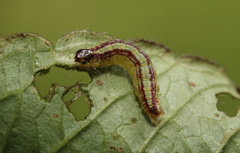 Perizoma alchemillata