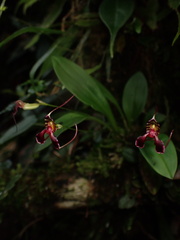 Masdevallia ximenae