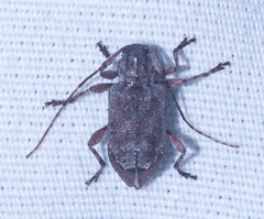 Astylopsis arcuata