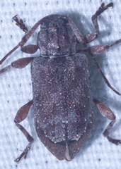 Astylopsis arcuata