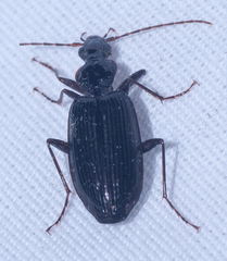 Platynini