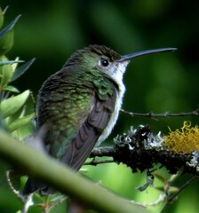 Elliotomyia chionogaster