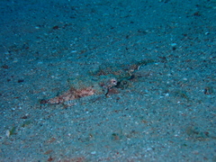 Eurypegasus draconis