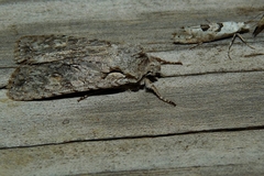 Lithophane ornitopus