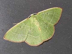 Nemoria lixaria